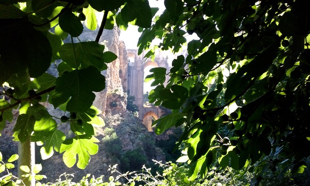 Between the trees in Ronda’s Tajo gorge. Photo © Karethe Linaae